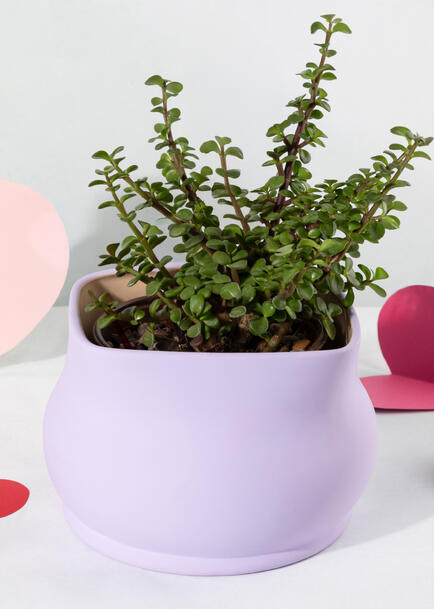 &Aacute;rbol de la Abundancia en Maceta Lila