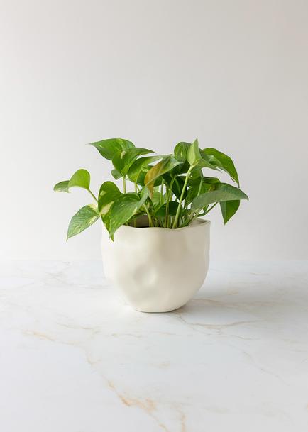 Planta de la Fortaleza en Maceta de Cerámica