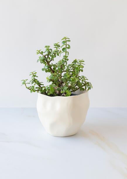 &Aacute;rbol de la abundancia en Maceta Cer&aacute;mica