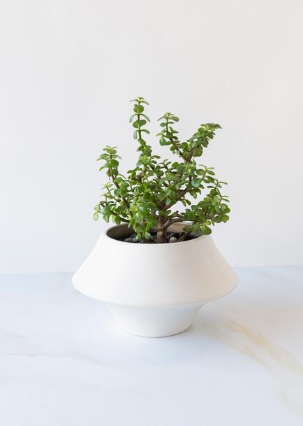 &Aacute;rbol de la abundancia en Maceta Cer&aacute;mica