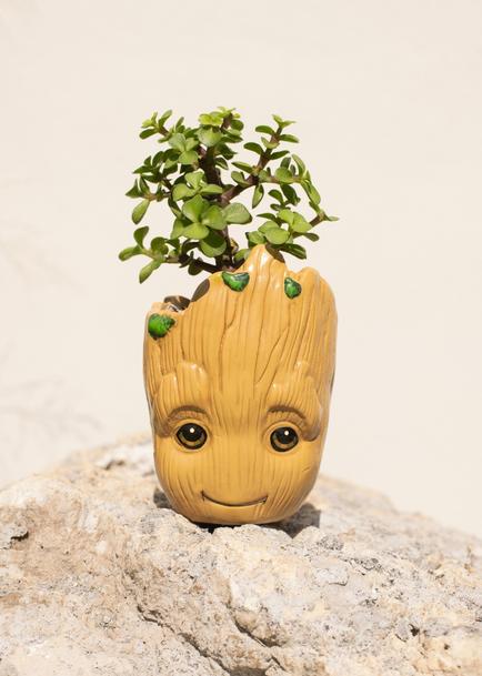 Mini Planta en Maceta Groot