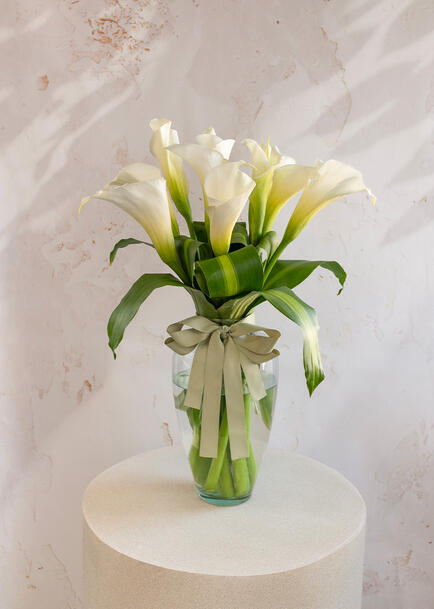 Claridad Arreglo de 10 Alcatraces