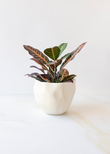 Planta de la Buena Energía en Maceta Cerámica