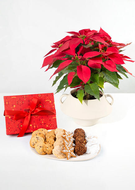 Galletas Navideñas y Nochebuena