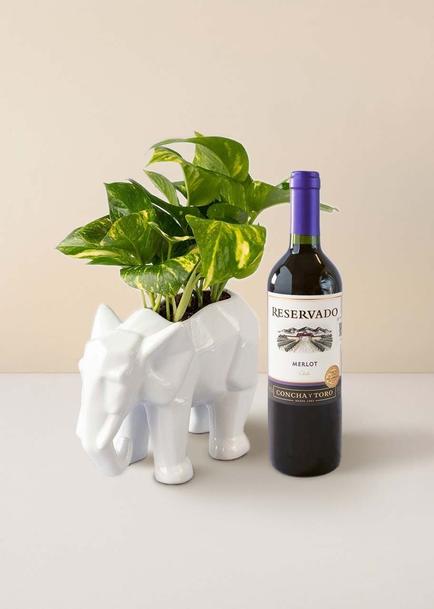 Kit de la Fortaleza con Vino Tinto