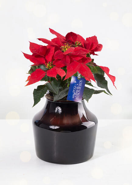 Mini Nochebuena con Distintivo "Buenos Deseos"