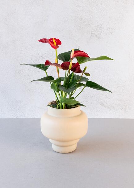 Mini Anturio en Base Beige