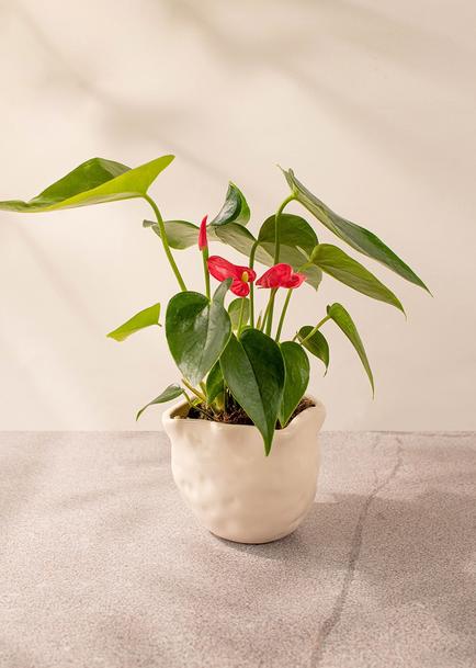 Mini anturio rosa en maceta beige