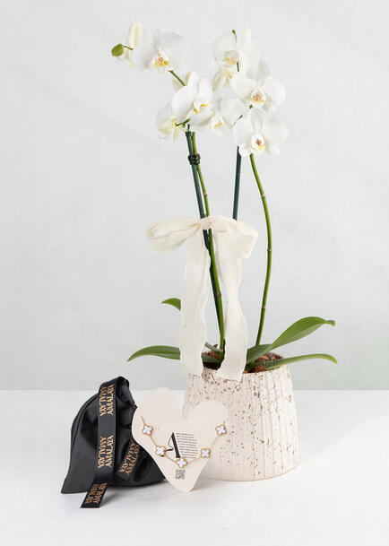 Momento Puro con Orqu&iacute;dea Blanca y Pulsera Tr&eacute;bol Blanco "Amalaya"