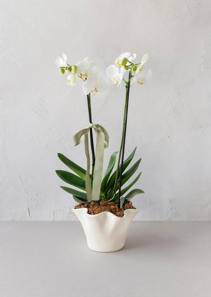 Orquídea Blanca en Base Beige
