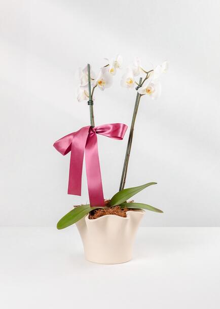 Orquídea Blanca en Base Beige