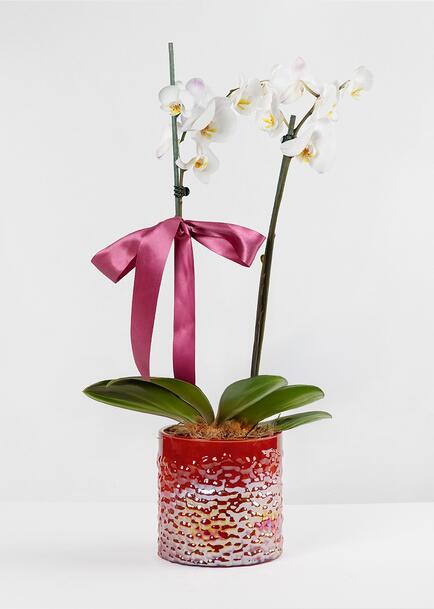 Orquídea Blanca en Maceta de Cristal