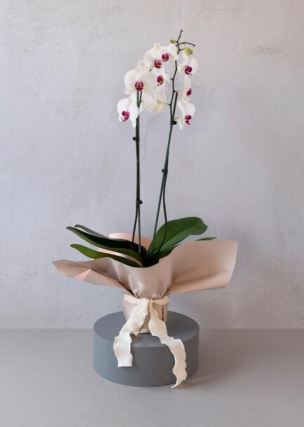 Orqu&iacute;dea Blanca en papel