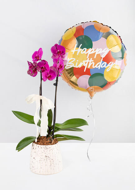 Orquídea Morada en Maceta de Cerámica y Globo "Happy Birthday