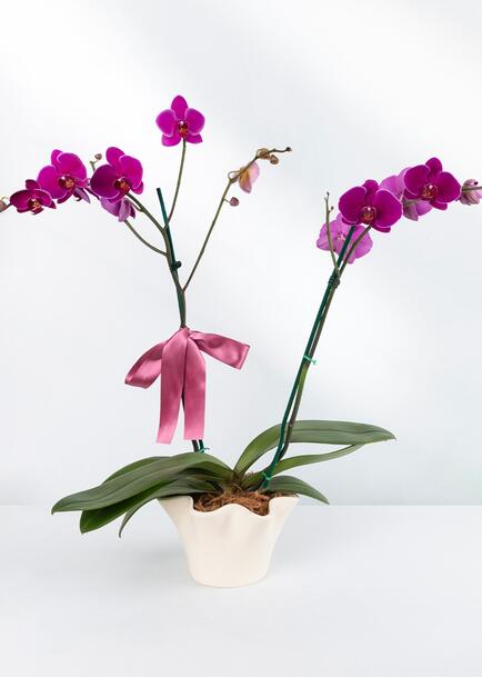 Orquídea Morada en Base Beige