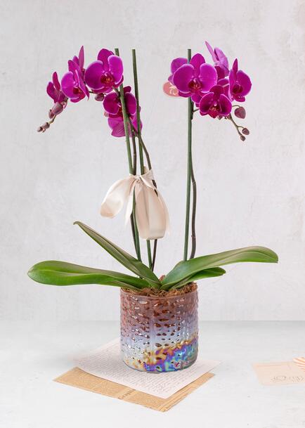 Orquídea Morada en Maceta de Cristal