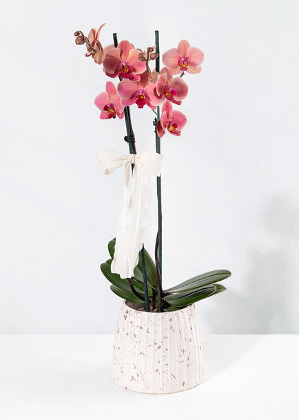Orquídea Salmón en Base Blanca