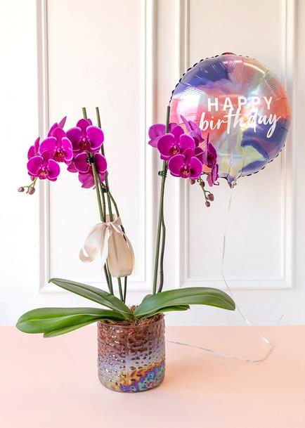Orquídea Morada en Maceta de Cristal y Globo "Happy Birthday"