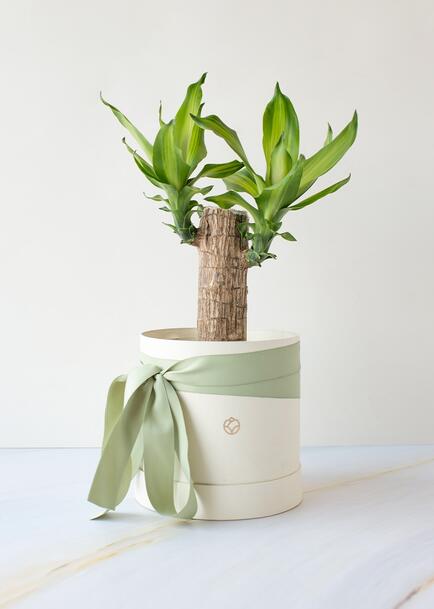 Palo de Brasil en Caja