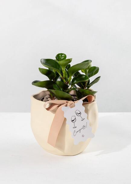 Planta del &Eacute;xito con Distintivo ''Congrats''