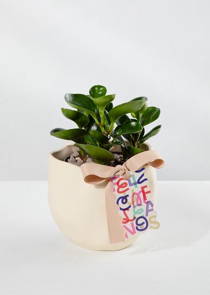 Planta del &Eacute;xito con Distintivo ''Feliz Cumplea&ntilde;os''