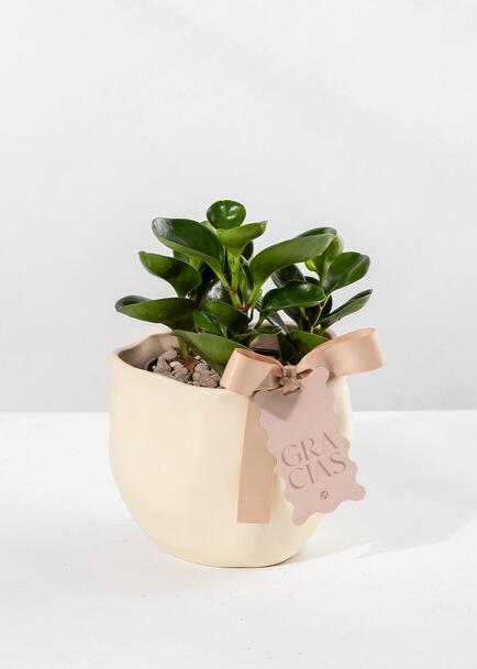 Planta del &Eacute;xito con Distintivo ''Gracias''