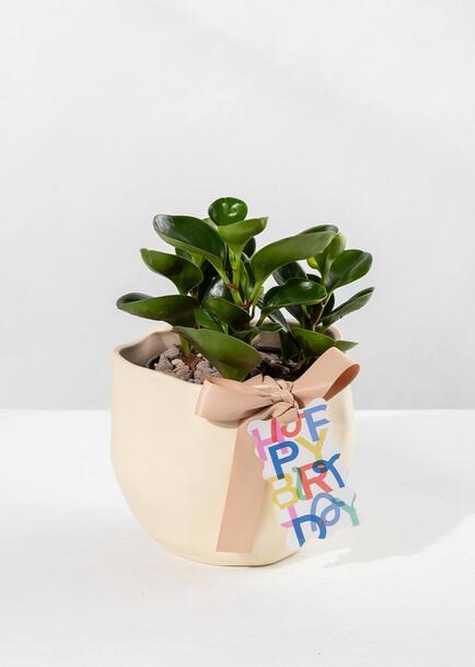 Planta del Éxito con Distintivo ''Happy Birthday''