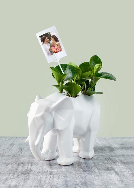 Personaliza con Mini Foto Planta del Éxito en Elefante