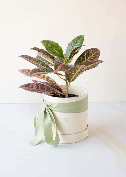 Planta de la Buena Energía en Caja