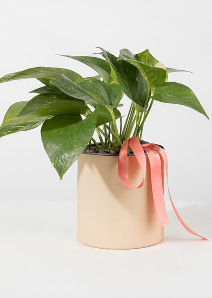 Planta de la Fortaleza en Base Beige