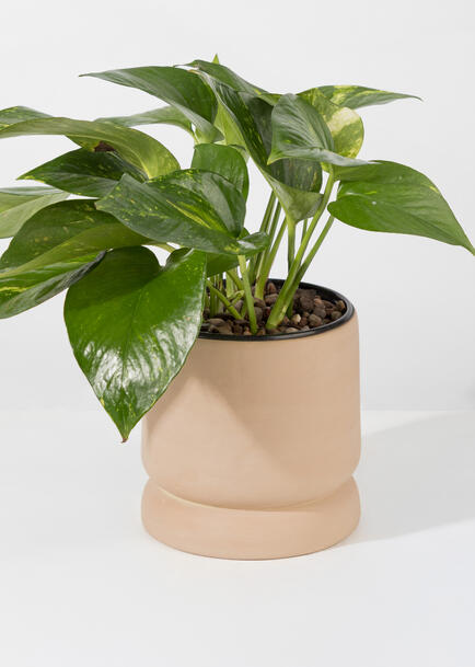 Planta de la Fortaleza en Base Cafe
