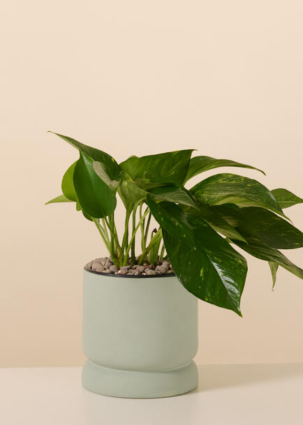 Planta de la Fortaleza en Base Verde