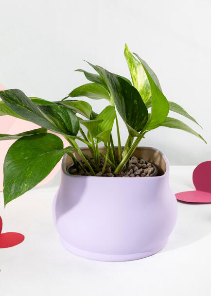 Planta de la Fortaleza en Maceta Lila