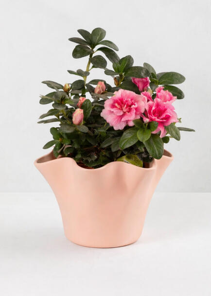 Planta de la Virtud en Maceta Cer&aacute;mica