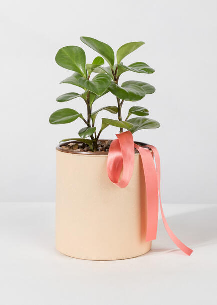 Planta del Exito en Base Beige