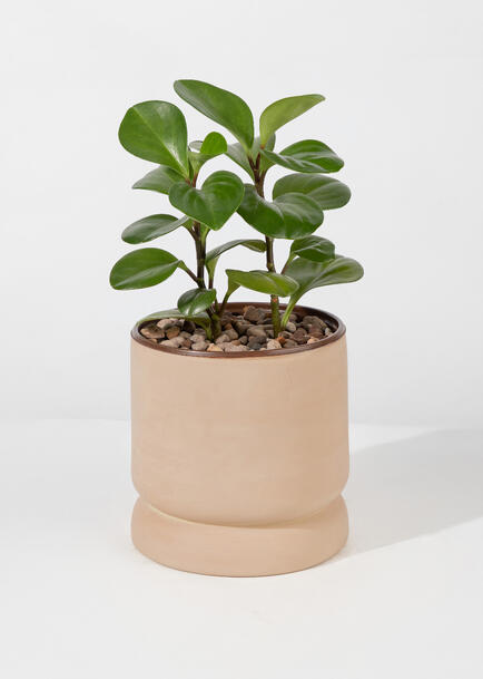 Planta del Exito en Base Cafe