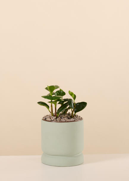 Planta del Exito en Base Verde