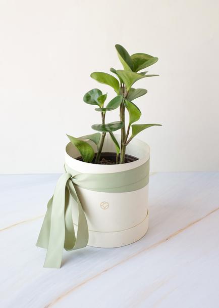 Planta del Éxito en Caja