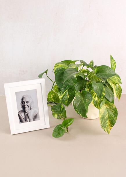 Personaliza Marco Blanco con Planta Condolencias