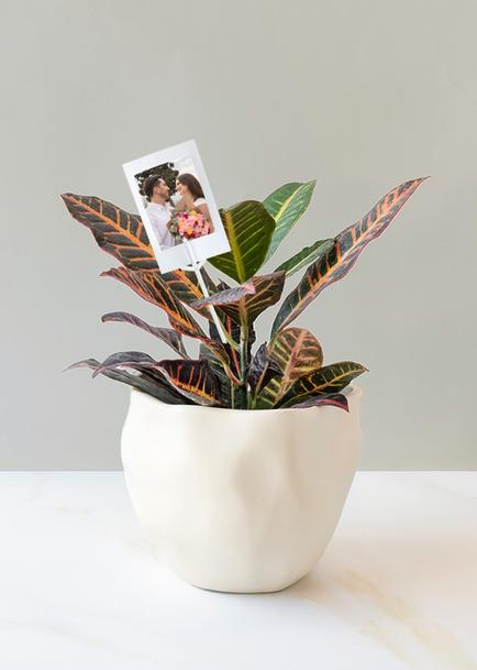 Personaliza con Mini Foto Planta de la Buena Energía