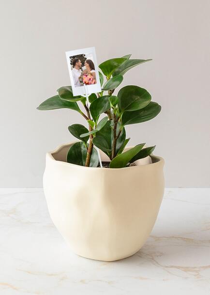 Personaliza con Mini Foto Planta del Éxito