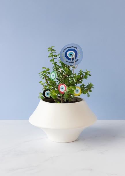 Planta de la Buena Vibra