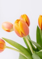 Imagen preview para 10 Tulipanes Naranjas en Jarrón - 4