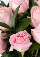 Imagen preview para Arreglo de 12 Rosas Rosa Claro	 - 4