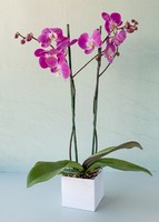 Imagen preview para Orquídea Morada en Caja Estampada - 1