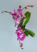 Imagen preview para Orquídea Morada en Caja Estampada - 2