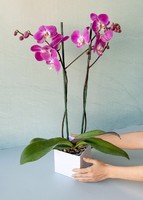 Imagen preview para Orquídea Morada en Caja Estampada - 3