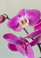 Imagen preview para Orquídea Morada en Caja Estampada - 4