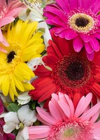 Imagen preview para 15 Gerberas Coloridas en ramo - 4