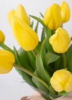 Imagen preview para 15 Tulipanes Amarillos - 4